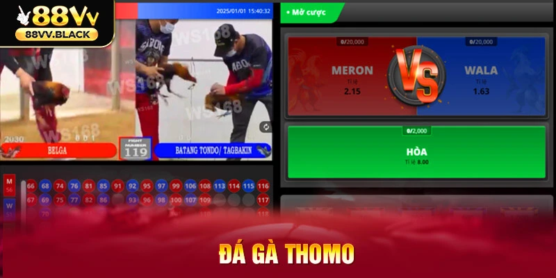 Chọi kê Thomo – nét văn hóa tranh tài đầy kịch tính